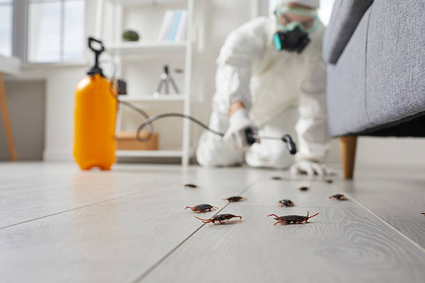 Commercial Kitchen Cockroach Control in Chincoteague